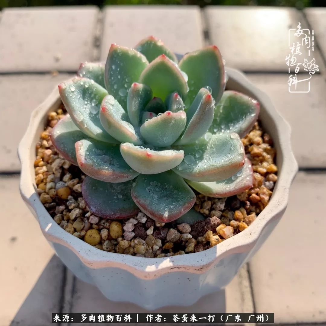 在冬日阳光下，记一个多肉小白的养肉历程