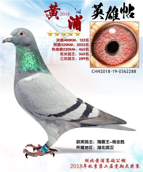 海霸王詹森纪录,冠霖公棚2017年获奖鸽欣赏