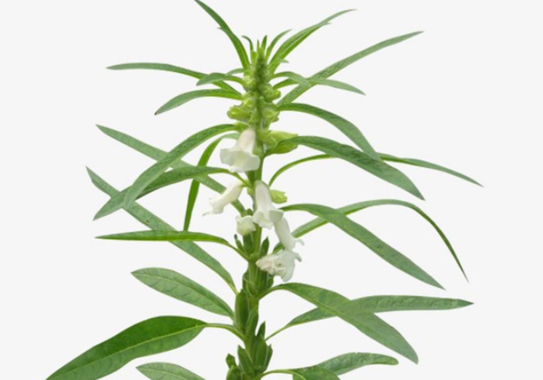 芝麻播种不出苗是什么原因,芝麻种植的小妙招