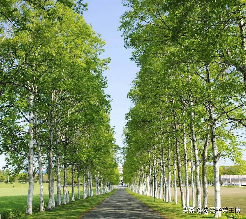 杨树栽深了好不好,杨树生长慢怎么办