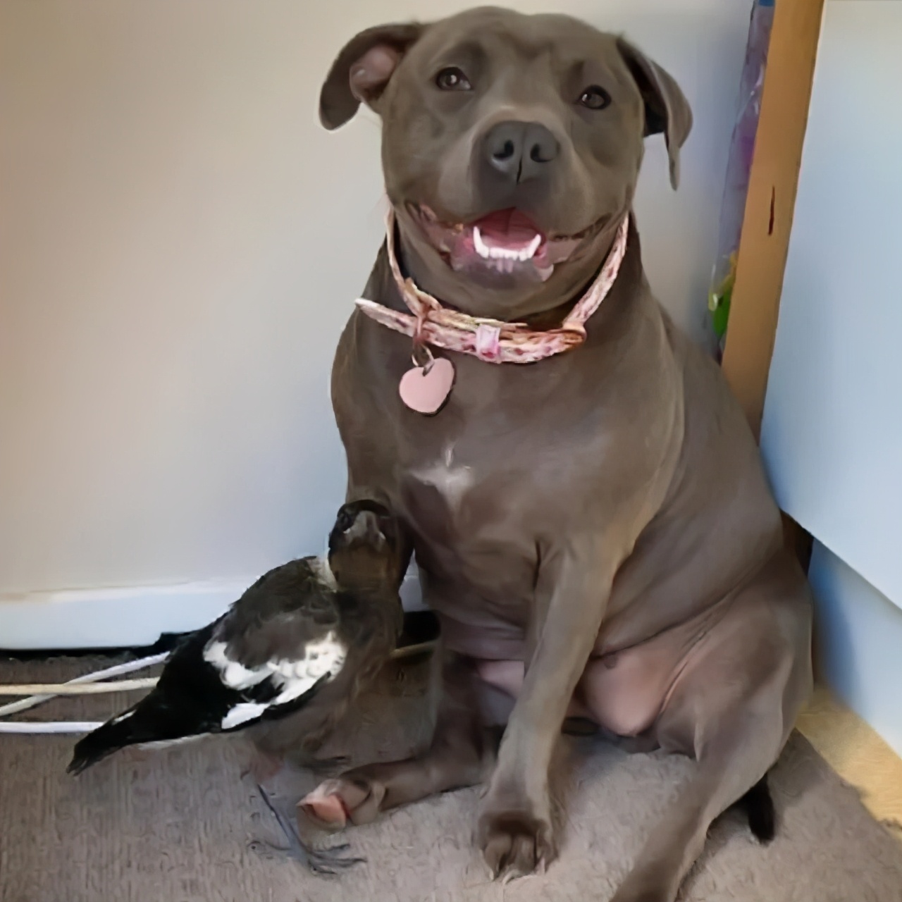 主人救了一只小狗,狗狗怀孕但是它有奶是不是难产