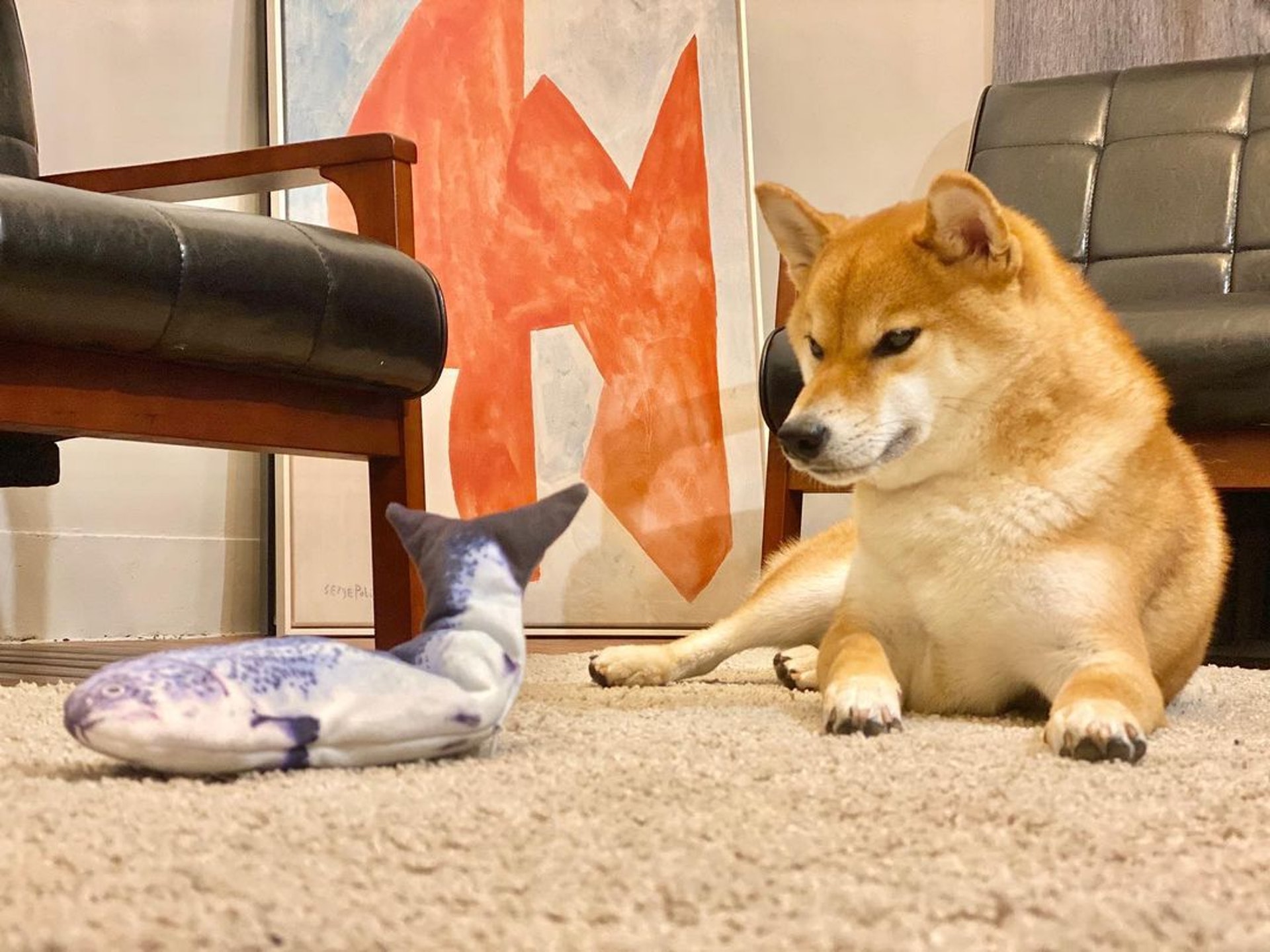 胆小柴犬遇神秘东西秒被吓跑　吓到脸歪、弹起反应笑翻网民