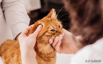猫咪耳螨怎么治疗才能彻底好,耳螨猫咪用什么药猫咪老是乱动