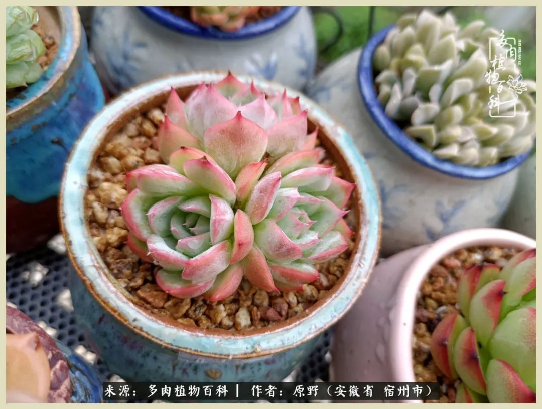 梅雨袭，酷暑至，多肉进入历劫季