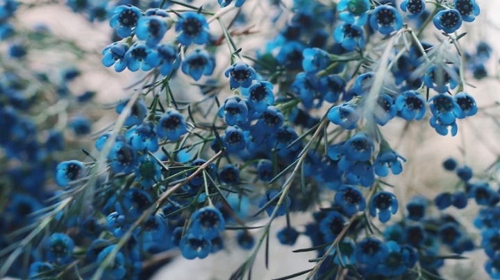 五种常见花材有什么颜色,常见绿色花材