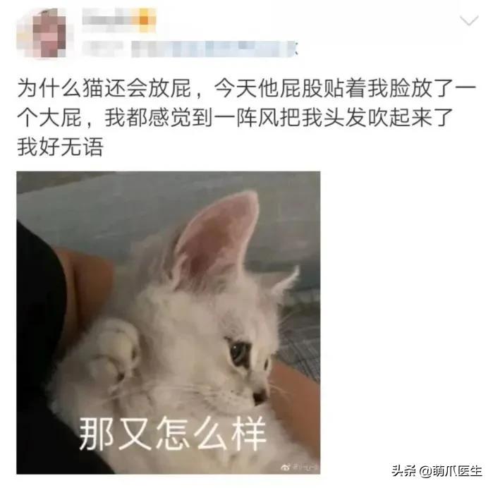 猫放屁把自己臭吐了,猫居然也会吐口水