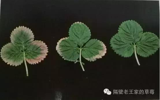 草莓大棚盐害怎么解决,草莓棚土壤板结变疏松的最佳方法