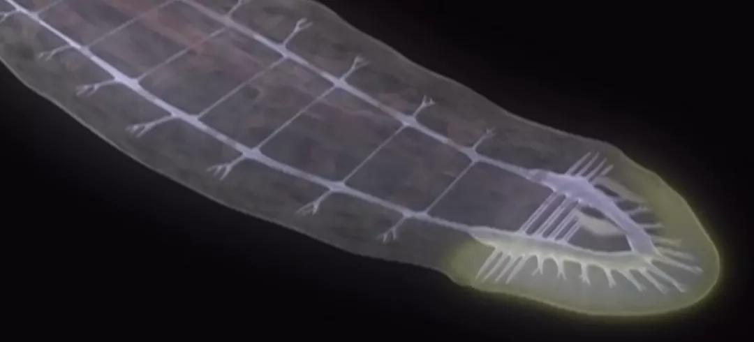 羡慕蚯蚓一分为二的特技？我涡虫可以一分为二百七十九