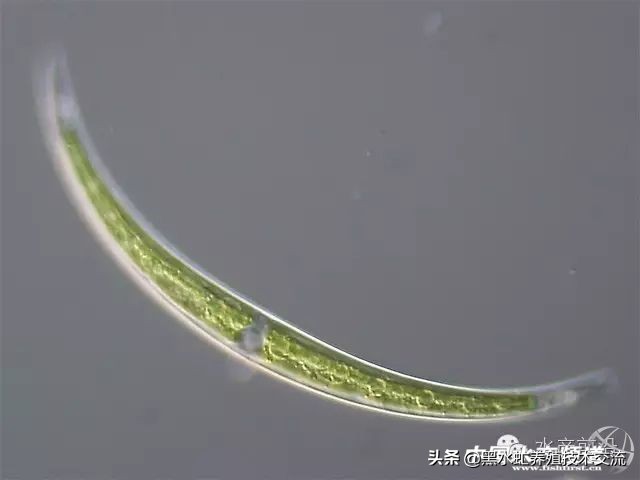水产藻类大全图片,水产藻类知识大全