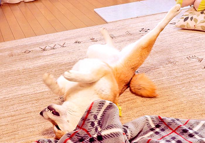 柴犬费尽心思，成功躲进被窝一眠，没成想睡醒被“五行山”封印