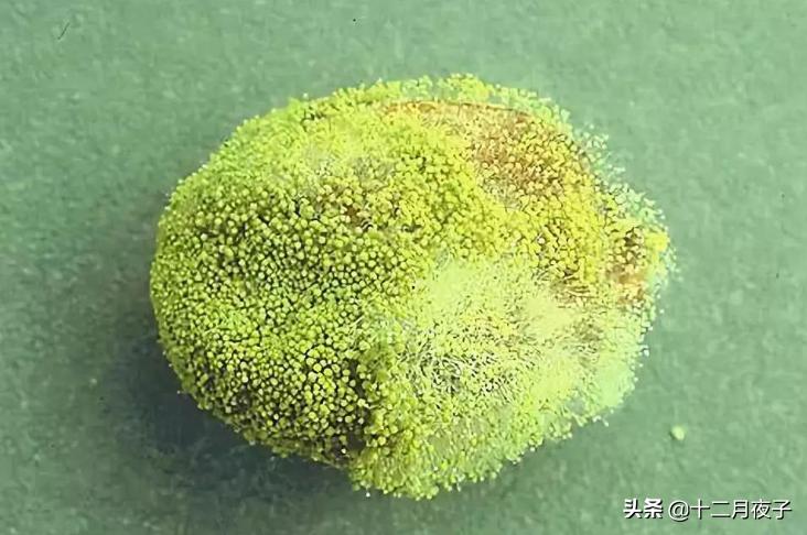 冰箱黄曲霉菌致癌物,黄曲霉真菌对人体危害
