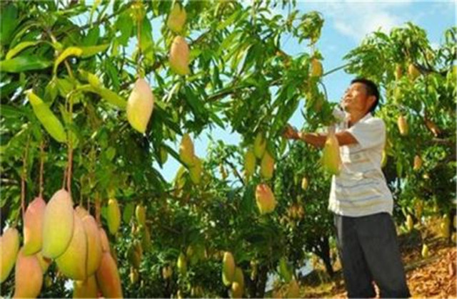 如何解决芒果树害虫,芒果主要虫害及防治方法