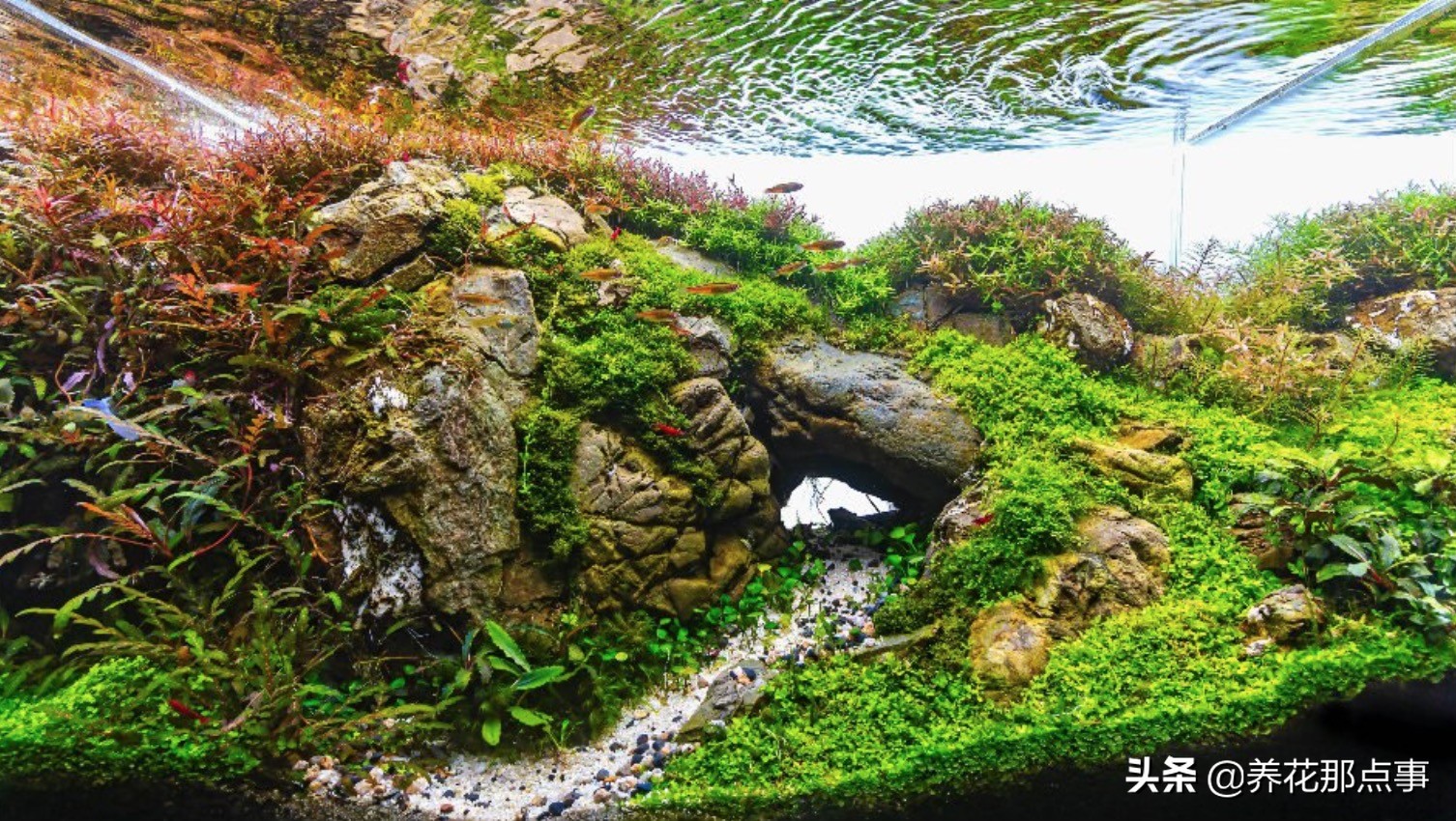 鱼缸里丢田螺,鱼缸里蚬子就剩壳了