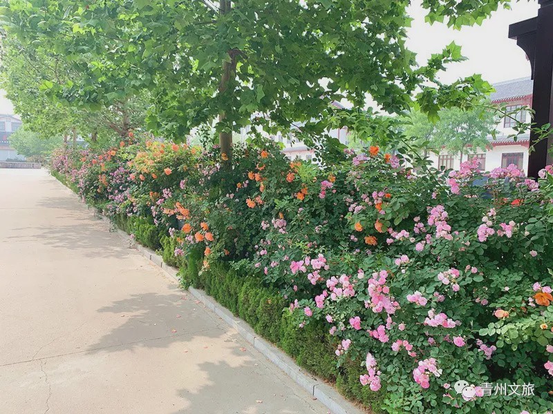 花满青州——初夏清浅微风起，蔷薇月季满城香