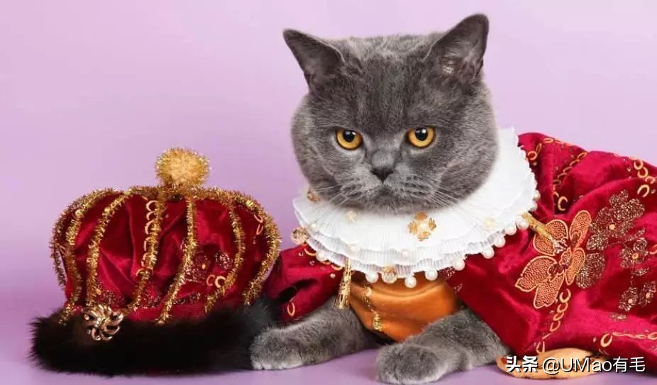 胖橘猫和黑猫,橘猫黑猫白猫哪个最可爱