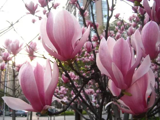 百花图谱大全100幅,工笔百花图谱100种