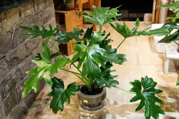 水培春羽很简单，做好下面这几步，不怕养不活！