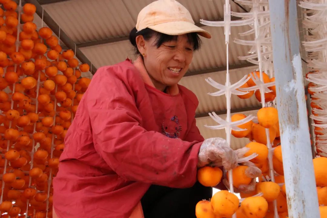 柿子红了美了家乡,柿子红了乡村