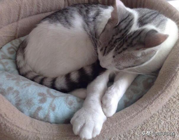 猫咪被蜜蜂蜇自己抓破了,猫咪被蜜蜂蛰了找不到刺