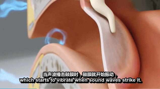 猫外耳炎的图片,正常猫耳朵背面是什么样子