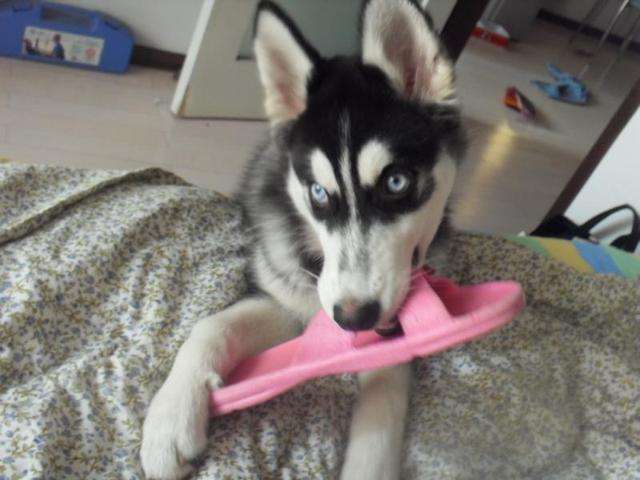 狗狗最爱的7种玩具其实都很便宜,狗狗最喜欢的十大玩具推荐