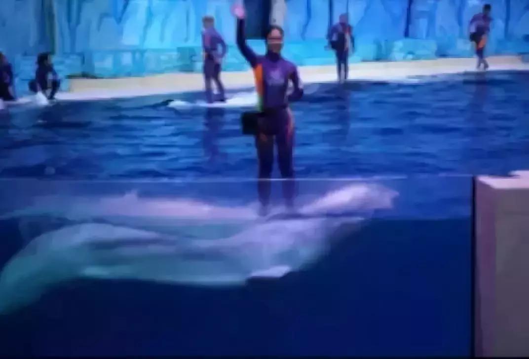 海洋馆的海洋动物表演,小孩子看的海洋动物视频