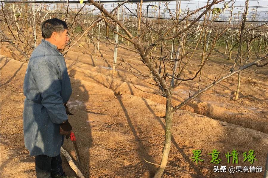 在树干上划一刀的目的,在枝条上划一刀可以促笋