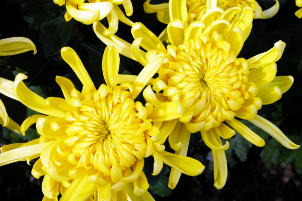 中国十大传统名花的植物文化,简述我国十大传统名花及其花文化