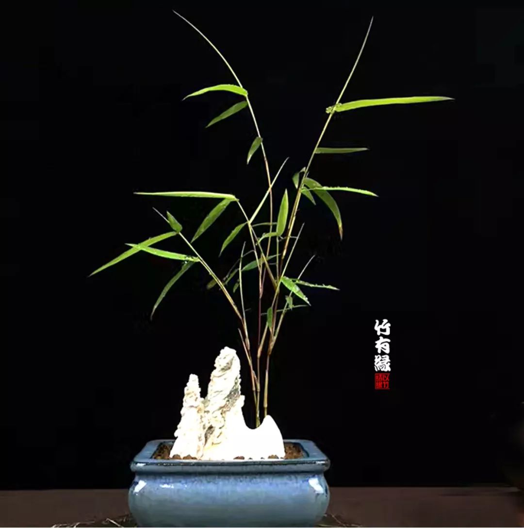 《竹子浇水宝典》竹子浇水是门大学问！