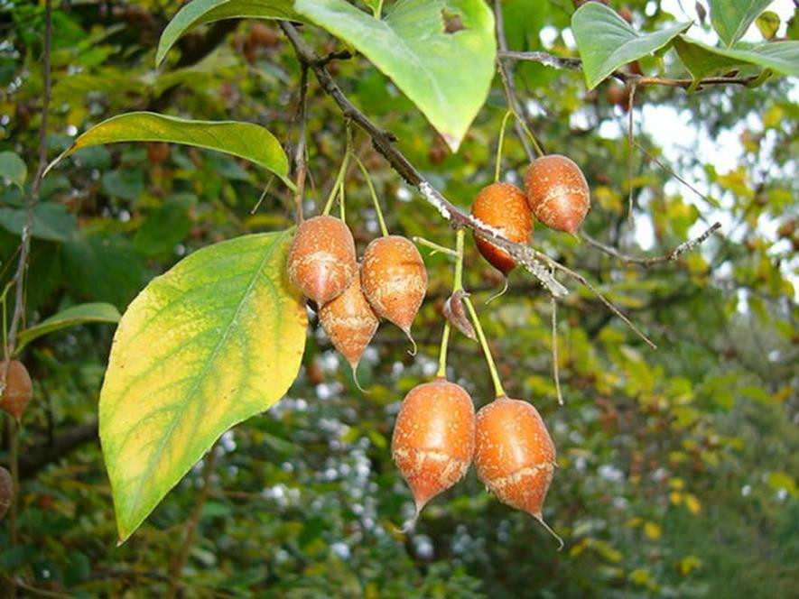 百种水果,100种果子大全
