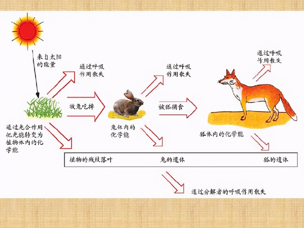 最长的蛇是什么蛇森蚺,史前巨蟒到底有多大