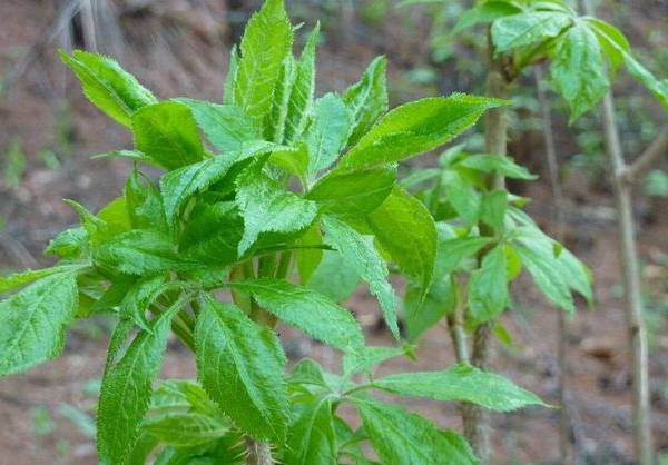 刺五加是刺果棒吗,刺五加别名叫什么
