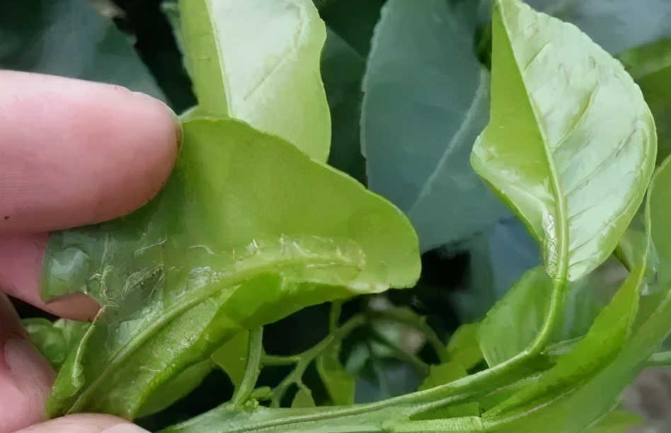 高效氯氟氰菊酯与什么药换着用,高效氯氟氰菊酯兑几倍水