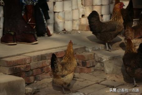 怎样防控鸡病,鸡常见的蠕虫病有哪些