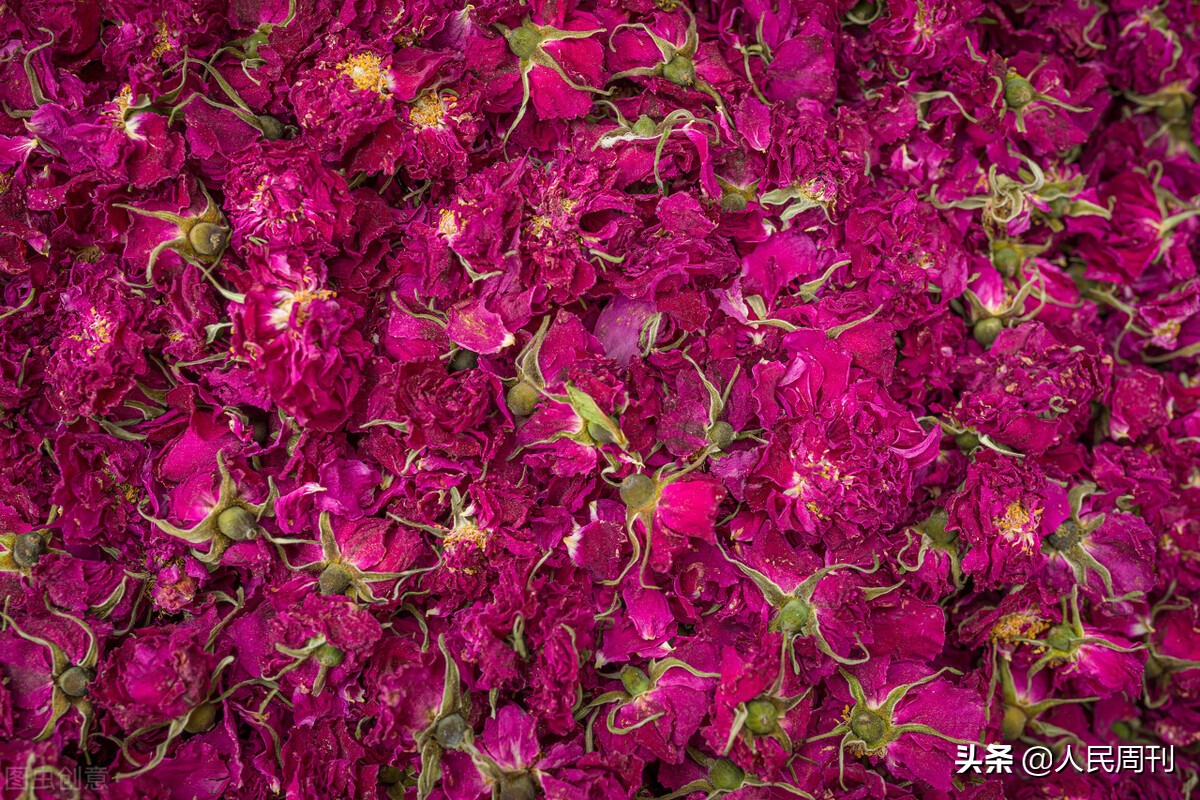 从乡村振兴看产业发展,到平阴看玫瑰哪里最好