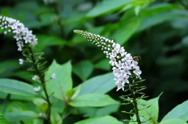 那些常见却叫不上名字的野花野草,常见的野花野草却是农家之宝