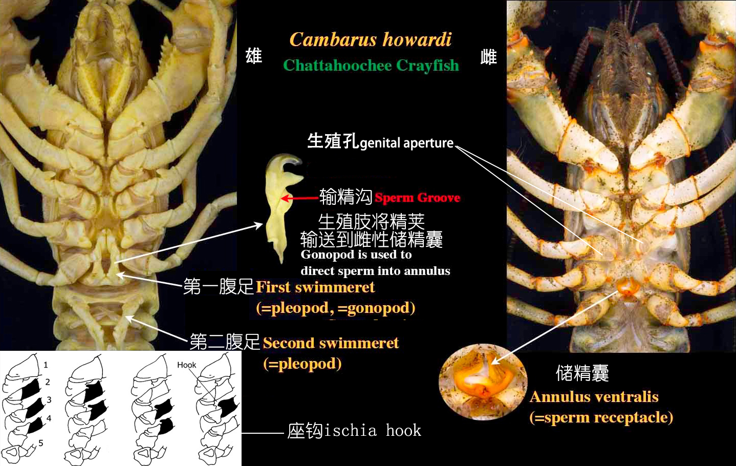 食物扫盲认识小龙虾,餐桌上的动物以及分类