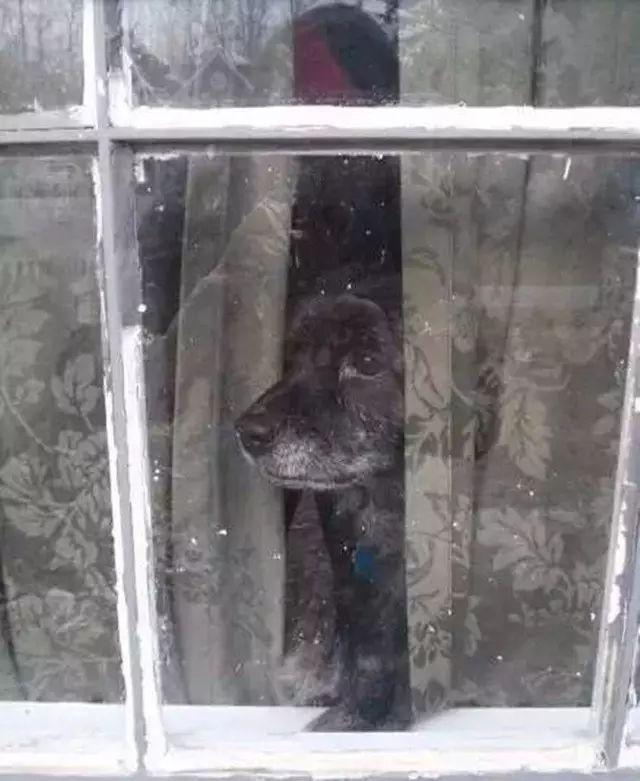 狗狗独自在家能待5天会怎样,每次狗狗自己在家都在想些什么呢