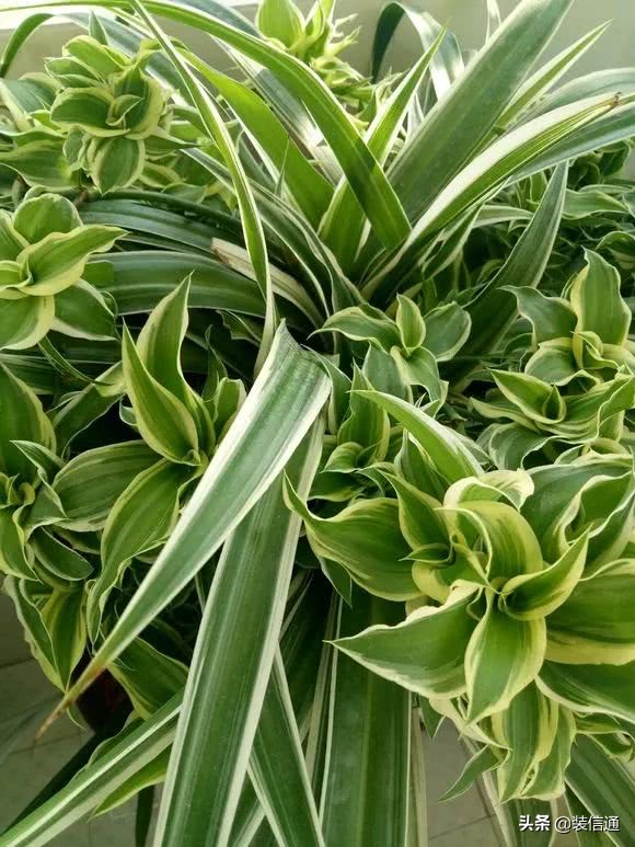养花热门小常识大全,养花的几个小常识视频