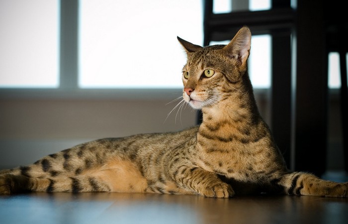 世界上最昂贵的猫,世界上最昂贵的十个猫品种