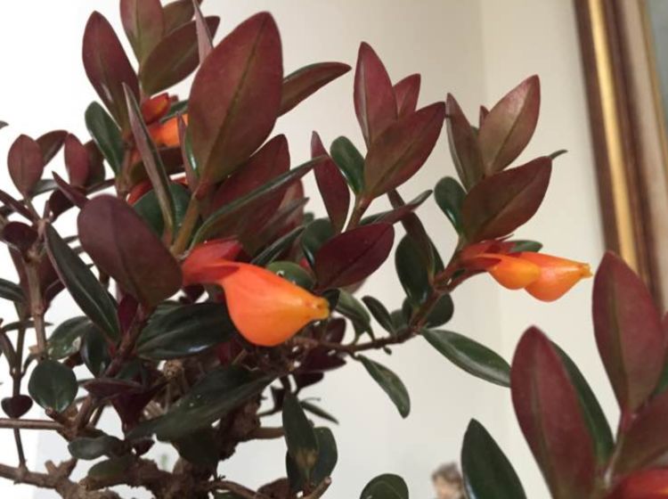 金鱼吊兰要什么样的枝条可以扦插,扦插金鱼吊兰生根最快方法