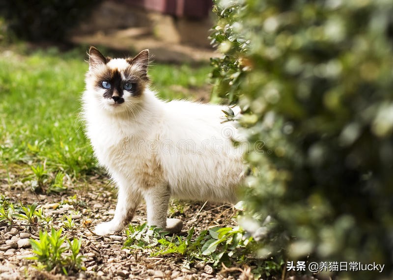 盘点那些非常好看的猫,盘点世界上最好看的猫