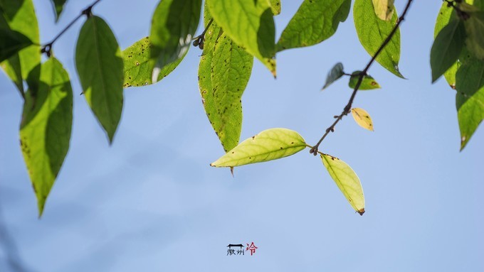 「徽州冷」宏村秋深晴少，友谊地久天