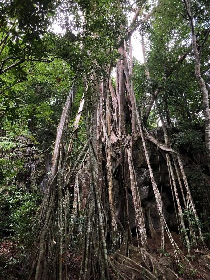 西双版纳最值得一去的景点大排名,西双版纳适合6-12岁儿童的景点