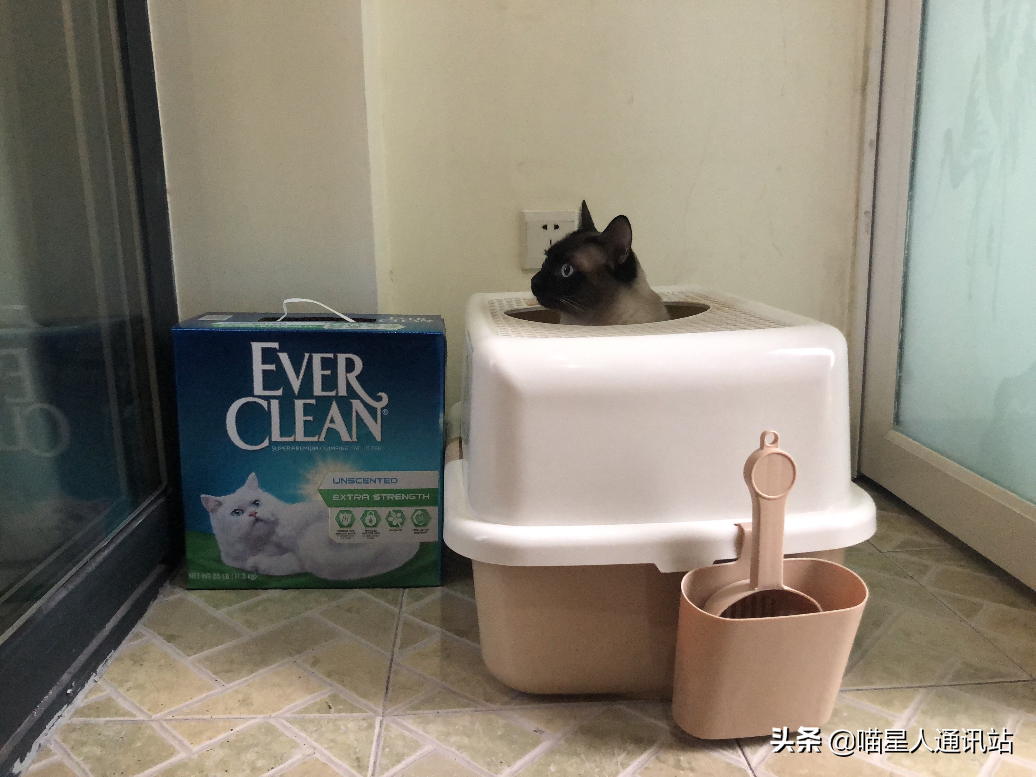 花销盘点｜养一只猫一年花的钱够买30根口红