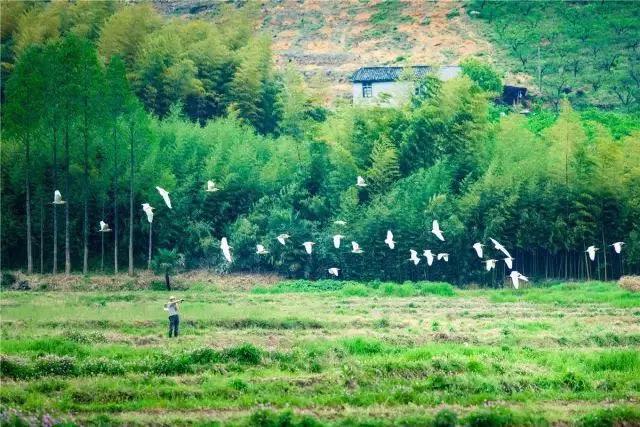 眺云海秘境、西子春晓，每一家都是旅行艺术，带你躺入春天~