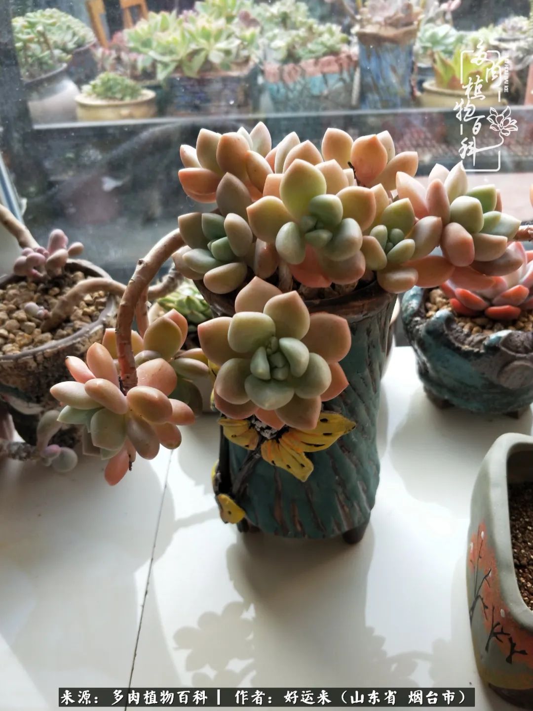 这世上怎么会有那么可爱的小可爱,这世上怎么有这么可爱的小生物