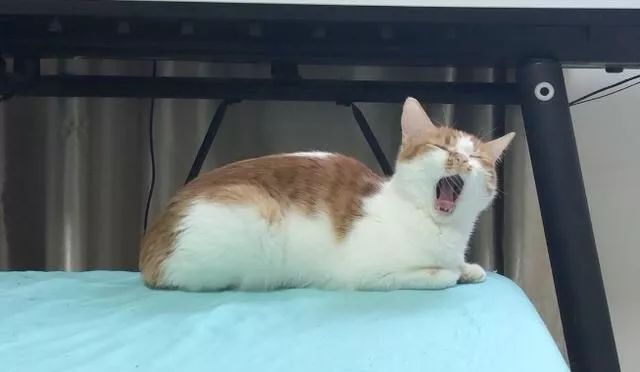 先天单侧肾脏的猫咪需要关注什么,猫咪吃药导致肾脏出问题怎么办