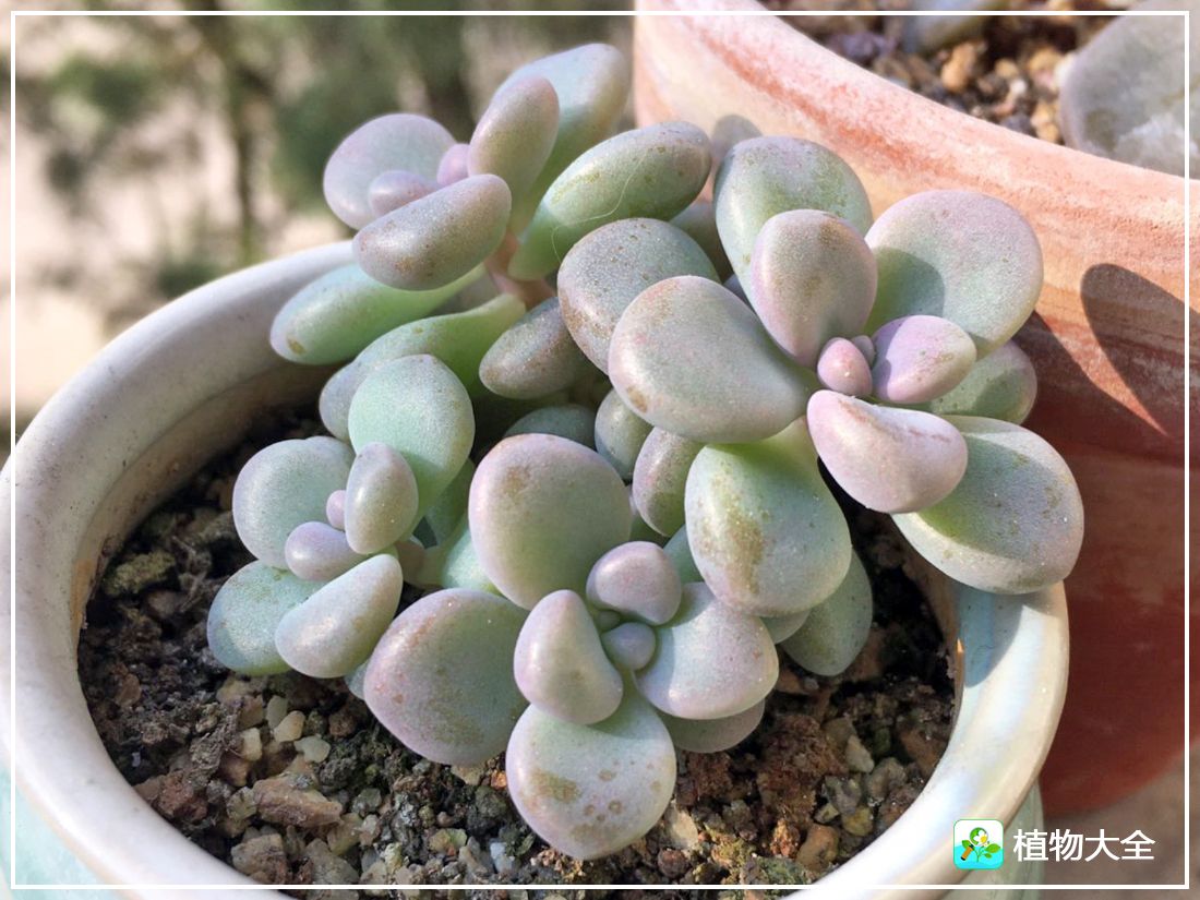 多肉植物艾伦视频,多肉植物艾伦价位