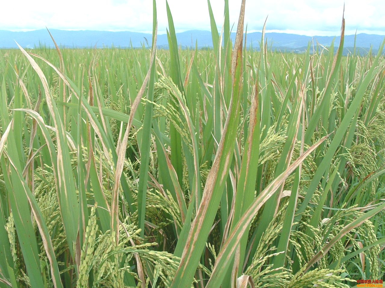 有机农业可用药,香菇多糖生物农药